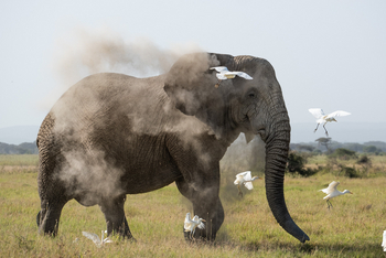 Angama Amboseli: Elefant und Vögel