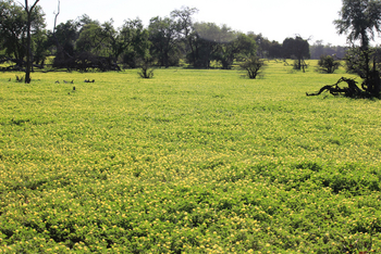 Chilo Ivory Trail Adventure: Blumenteppich