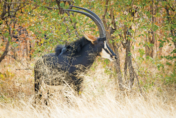 Chobe Game Lodge: Säbelantilope