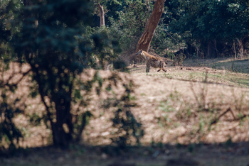 Classic Zambia Safaris Classic Zambia Safaris: Walking Safari