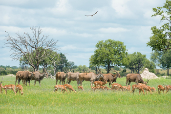 Davison's Camp: Tierherde seitlich