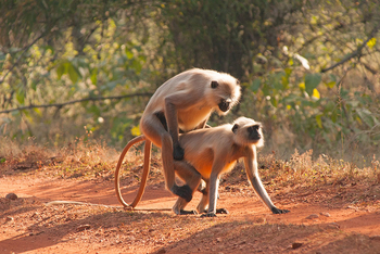 Flame of the Forest Safari Lodge: Graulanguren bei de3r Paarung
