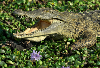 Gorongosa Safaris: Krokodil