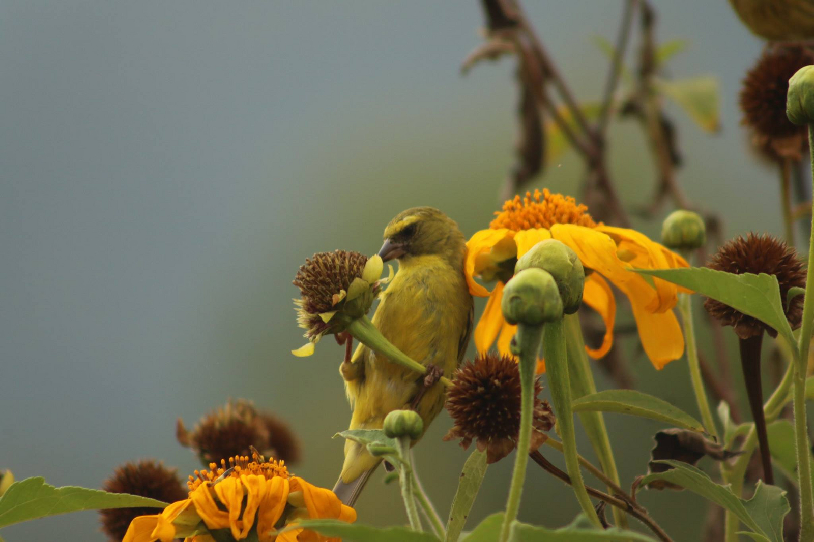 Ichumbi Gorilla Lodge Ichumbi Gorilla Lodge: Fink