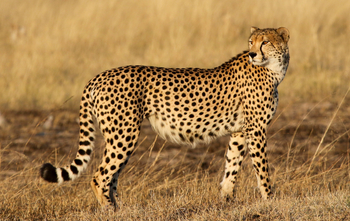 Imvelo Safaris Imvelo Safaris: Gepard seitlich