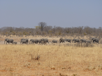 Jozibanini Camp Jozibanini Camp: Elefanten