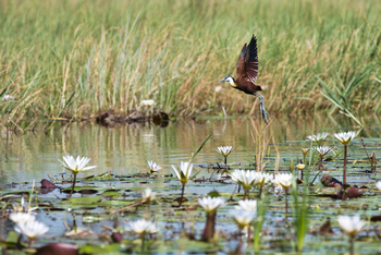 Karangoma Camp: Blaustirnblatthühnchen