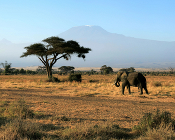 Kitirua Plains Lodge: Elefant vor dem Kilimanjaro