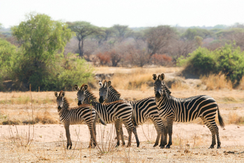 Kokoko Camp: Vier Zebras