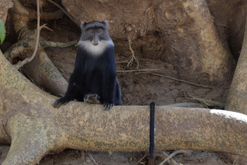Lale's Camp: Blue Monkey