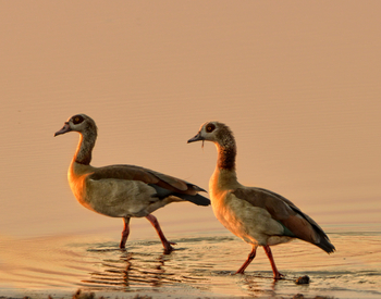 Linyanti Bush Camp: Nilgänse
