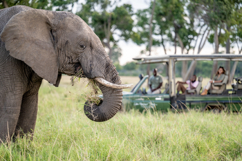 Little Governors' Camp: Elefant