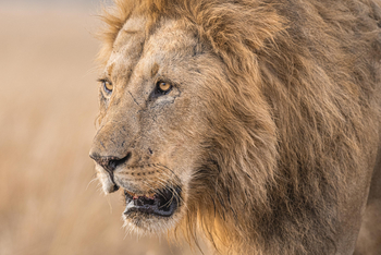 Little Governors' Camp: Löwenkopf