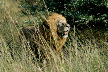 Little Tubu Camp: Männlicher Löwe