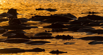 Luambe Camp: Nilpferde gedämpften Abendlicht