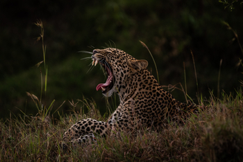 Mahali Mzuri: Gähnender Leopard