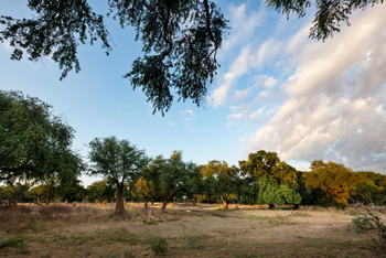 Mana River Camp Mana River Camp: Galeriewald