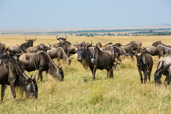 Mara Plains Camp: Gnuherde