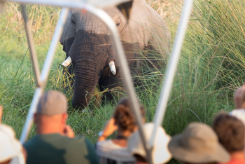 Moremi Crossing: Elefant beim Motorboot