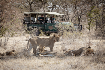 Camp Kalahari Camp Kalahari: Game Drive