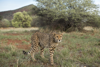 Okonjima Plains Camp: Gepard