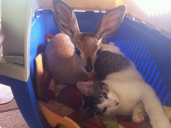 Okutala Lodge: Steinböckchen mit Lieblingskatze