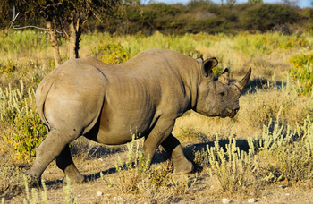Onguma Reserve: Anti Poaching Unit