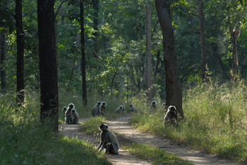 Pench National Park: Graulanguren auf der Piste