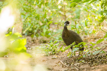 Royal Zambezi Lodge: Crested Guinea Fowl in der Natur