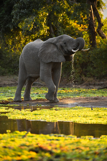 Royal Zambezi Lodge: Elefant trinkt Wasser