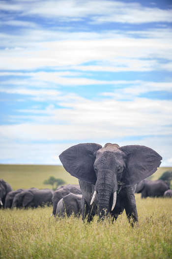 Sala's Camp: Elefantenbulle