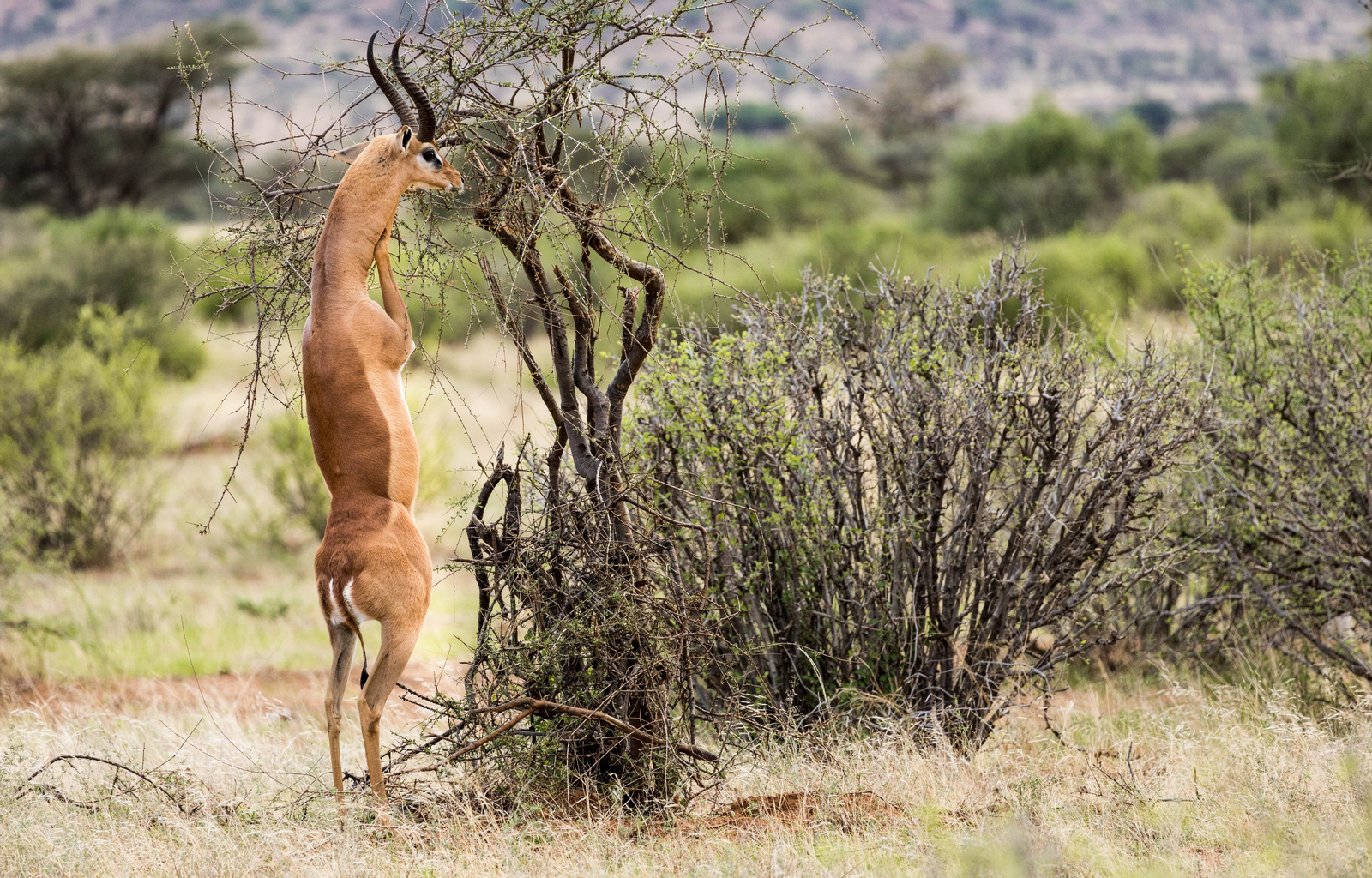 Saruni Samburu Saruni Samburu: Gerenuk