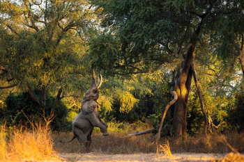 Sungani Lodge Sungani Lodge: Elefant auf zwei Beinen