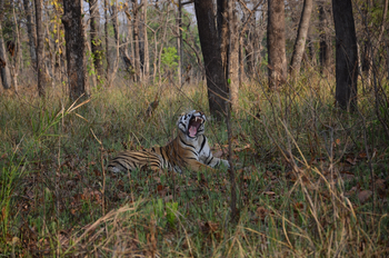 Tathastu Resort Satpura: Tiger
