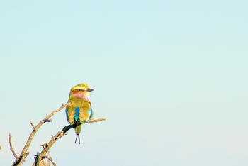 Tau Pan Camp Tau Pan Camp: Gabelracke