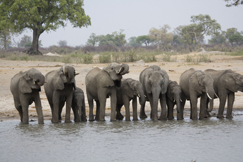 The Hide: Trinkende Elefanten
