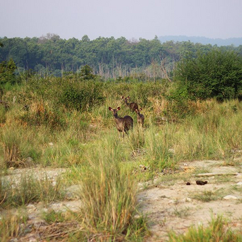 The Wildflower Resort The Wildflower Resort: Hirsche im Grasland