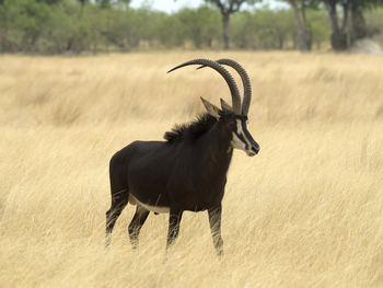 Vumbura Plains Camp: Säbelantilope