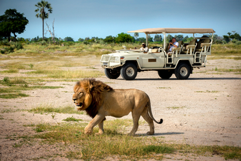 Xigera Safari Lodge Xigera Safari Lodge: Löwenbegegnung