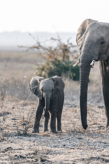 Anabezi Luxury Tented Camp: Elefantenbaby