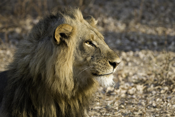 Bushcamp Company: Männlicher Löwe