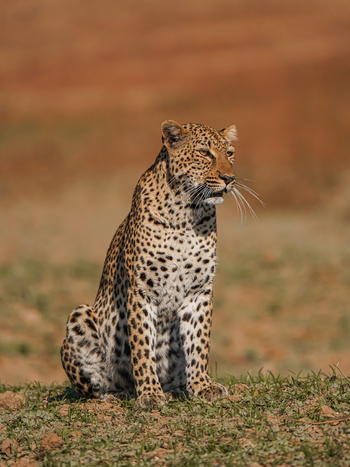 Chikunto Safari Lodge Chikunto Safari Lodge: Sitzender Leopard