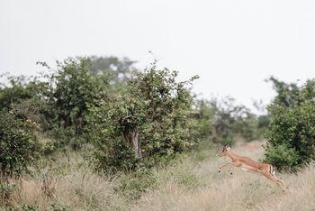 Chilo Ivory Trail Adventure: Springendes Impala