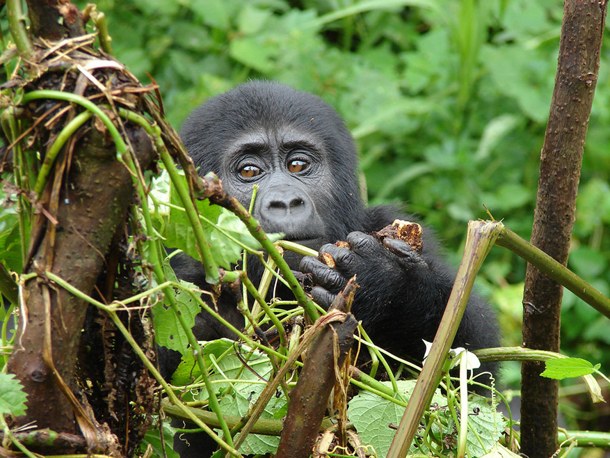 Clouds Mountain Gorilla Lodge