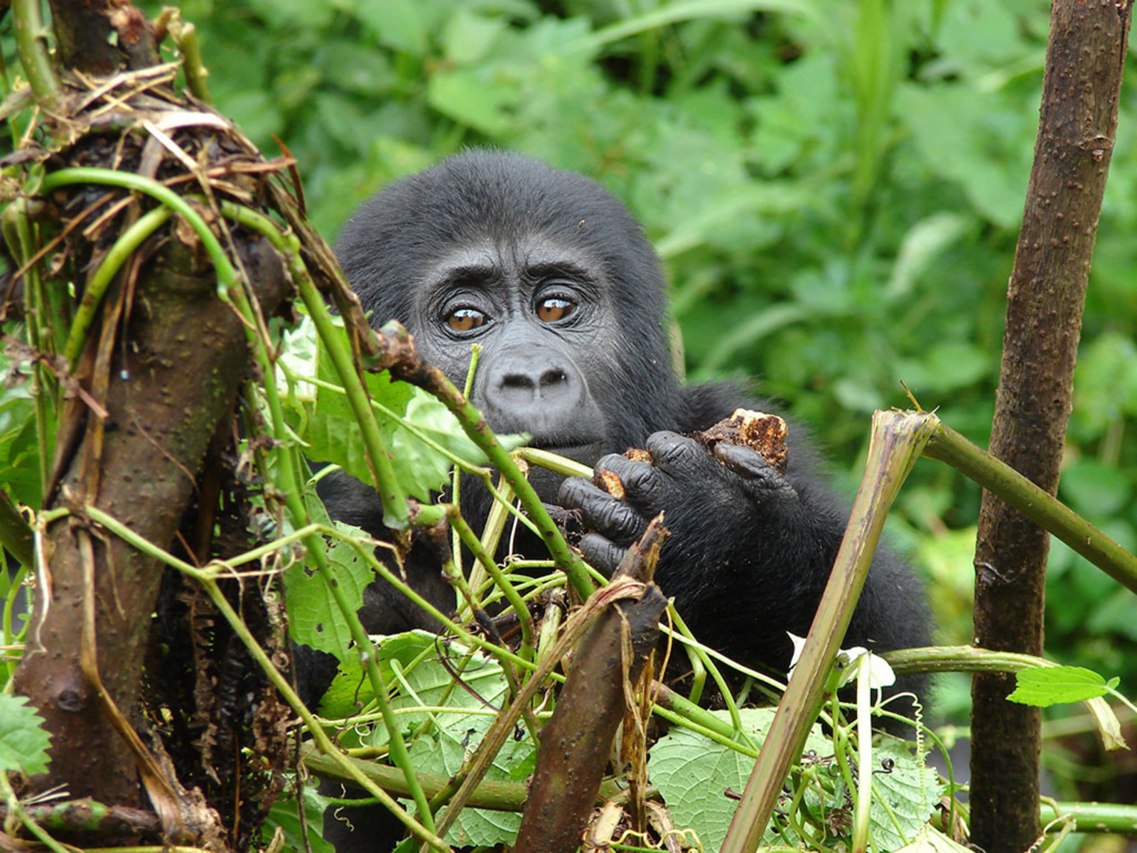 Clouds Mountain Gorilla Lodge Clouds Mountain Gorilla Lodge