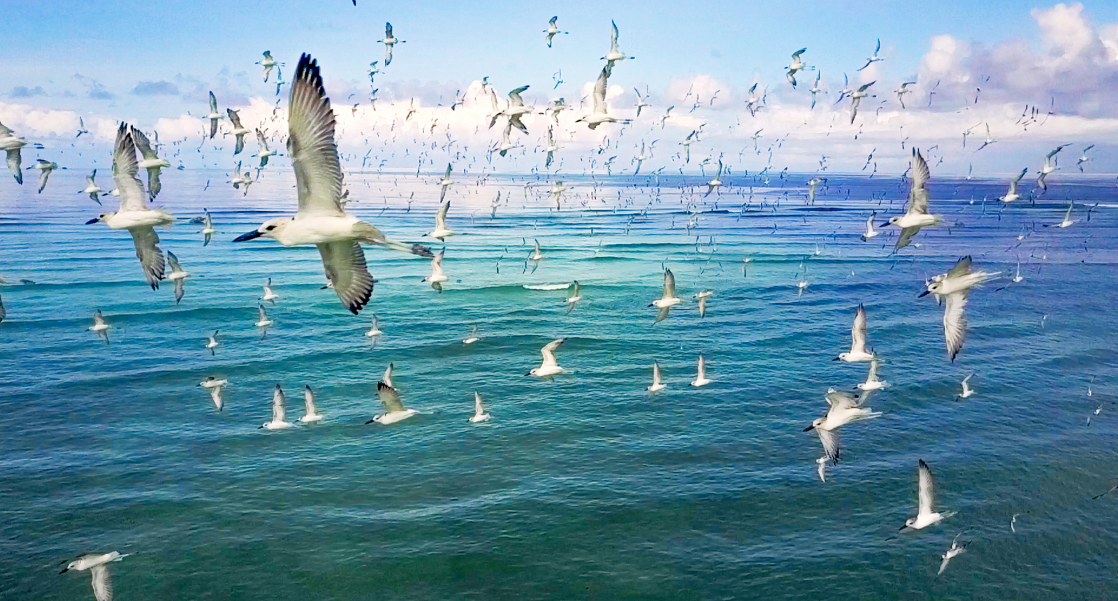 Cosmoledo Eco Camp Cosmoledo Eco Camp