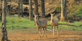 Denwa Backwater Escape: Sambarhirsche