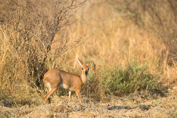 Dinaka Lodge: Steenbock
