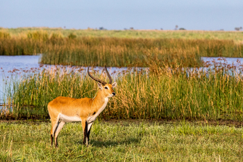 Duma Tau Camp: Rote Moorantilope