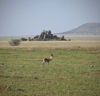 Dunia Camp: Thomson-Gazelle